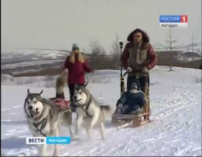 В Магадане готовятся к соревнованиям в гонках на собачьих упряжках в Магадане &laquo; автомагадан