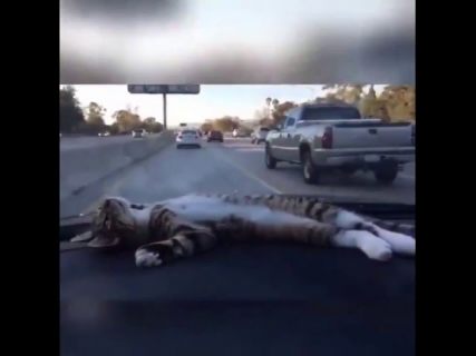 Кот и облака в Магадане &laquo; автомагадан