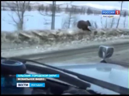 В Магадане очевидцы сняли медвежонка в Магадане &laquo; автомагадан