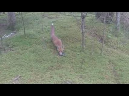 Идиот, лиса и ключи от машины в Магадане &laquo; автомагадан