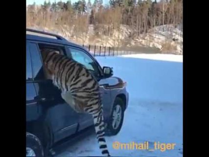 Не бойтесь, она не кусается в Магадане &laquo; автомагадан